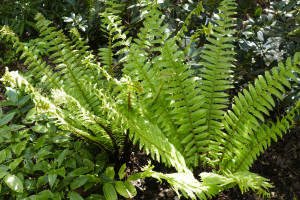 Dryopteris crassirhizoma       